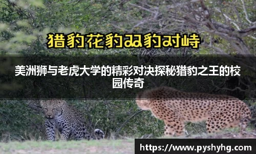 333体育平台